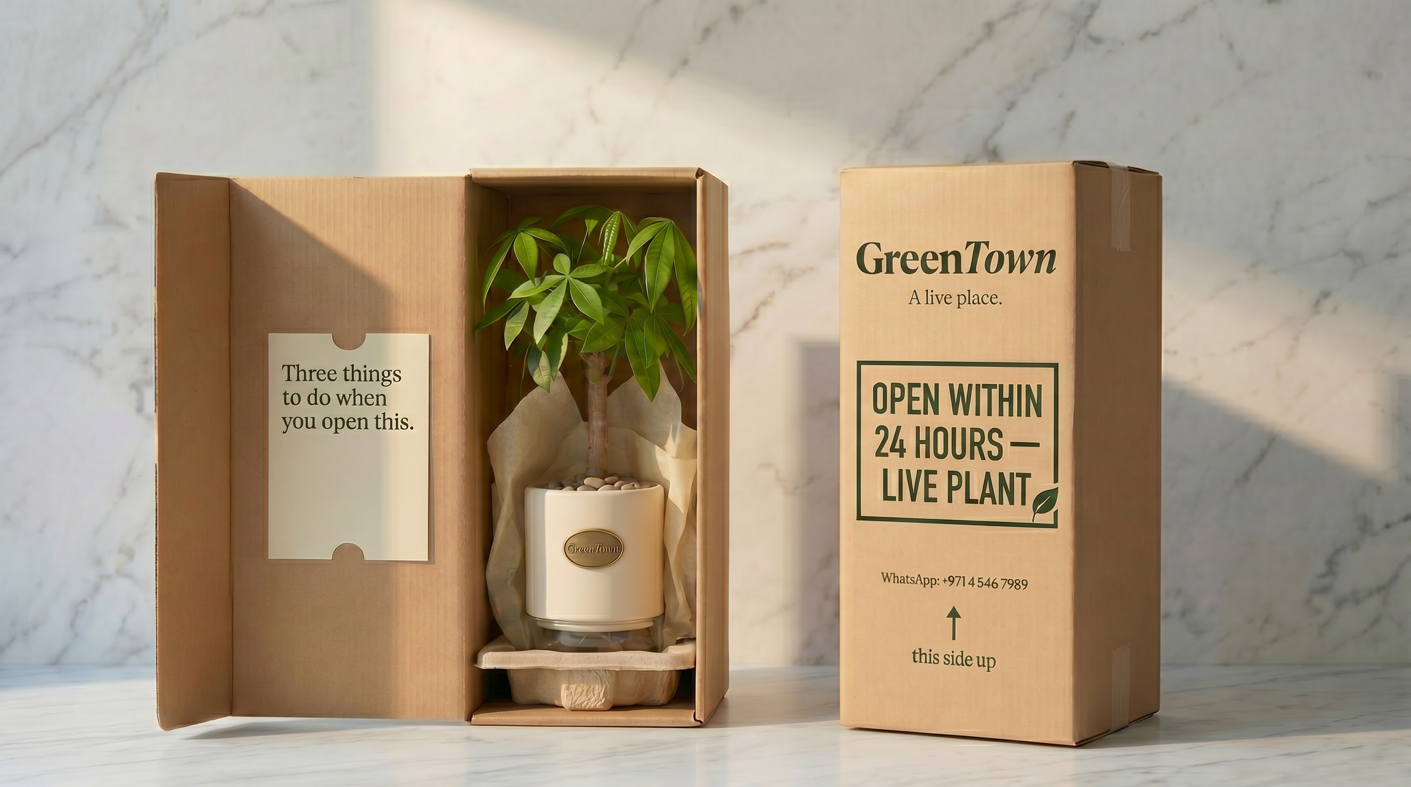 Two tall vertical kraft cardboard shippers on a honed Carrara marble surface, printed in dark forest-green ink with the GreenTown wordmark, the tagline 'A live place.', a bold framed label reading 'OPEN WITHIN 24 HOURS — LIVE PLANT', the WhatsApp number and a 'this side up' arrow. The left box is open at the top; a moulded pulp cradle at the base holds a cream-collar vase with a single-trunk Money Tree already planted in it, travelling upright with generous headroom above the canopy — pebbles in the collar top, pressed antique-brass medallion on the collar front, cream tissue tucked loosely around the trunk. A printed card attached inside the open lid reads 'Three things to do when you open this.' The right box is the same tall shipper, closed and taped, with the 'OPEN WITHIN 24 HOURS' label clearly visible on the front, ready to ship.