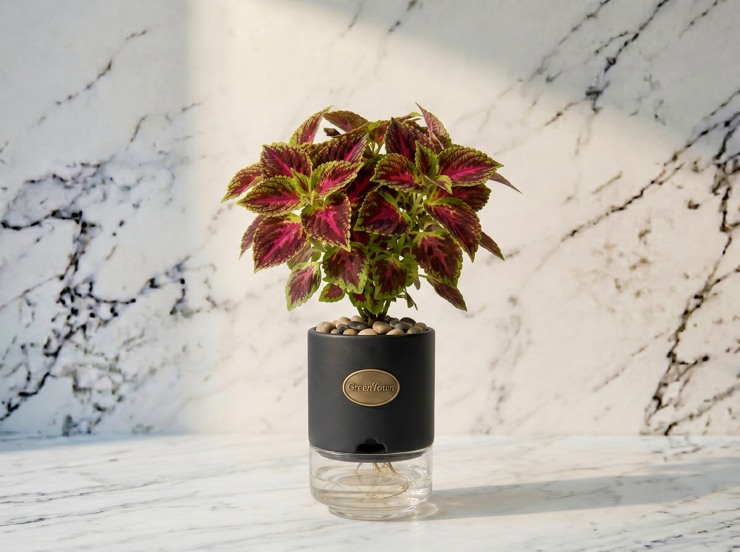 A compact bushy Coleus with vibrant burgundy, magenta and lime-green variegated leaves in the GreenTown signature vase, photographed on a honed Carrara marble surface. Matte black cylindrical collar at the top of a squat crystal-clear glass reservoir; pebbles in the collar top, fine roots visible in the clear water below. A small scalloped water-and-airflow inlet at the bottom-front of the collar; a pressed antique-brass GreenTown medallion on the collar front face.