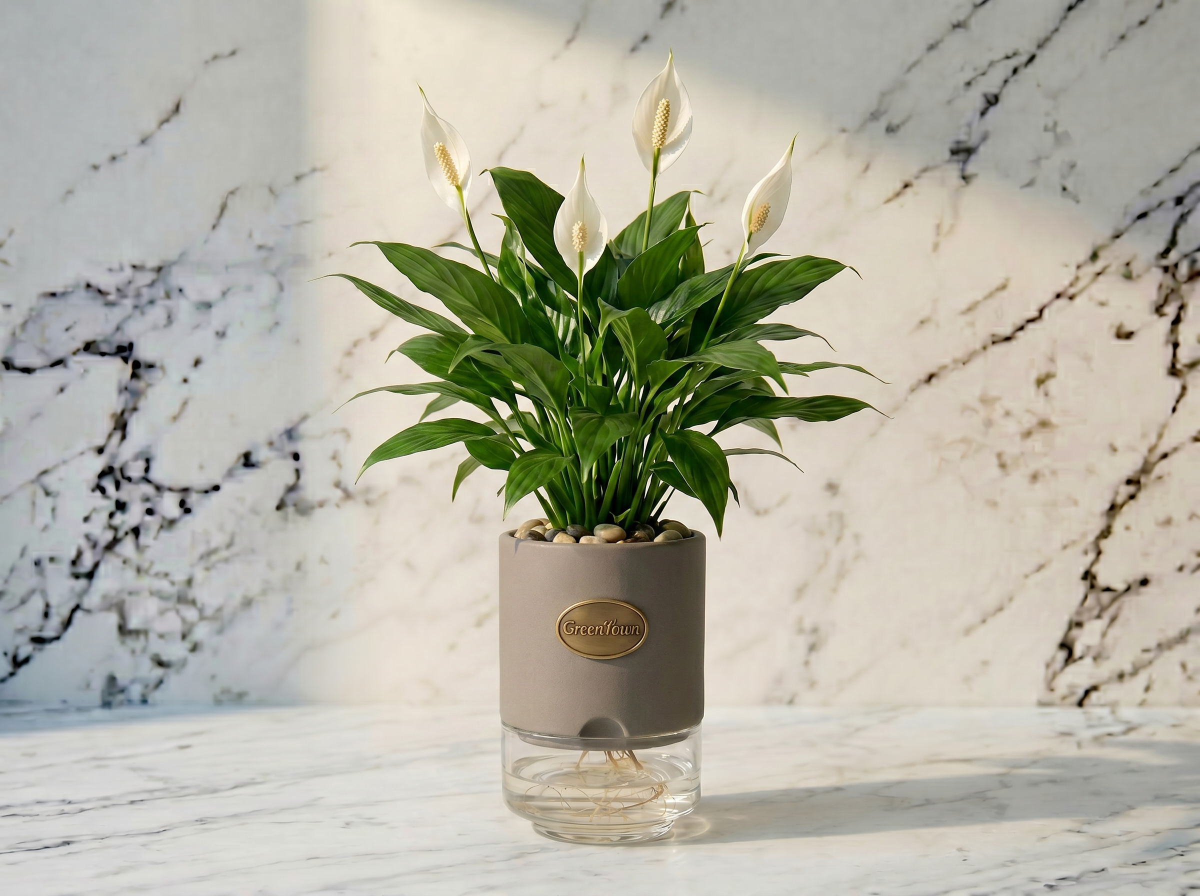 A full Peace Lily with four elegant white spathe flowers and deep green lance-shaped leaves in the GreenTown signature vase, photographed on a honed Carrara marble surface. Matte warm stone-grey cylindrical collar at the top of a squat crystal-clear glass reservoir; pebbles in the collar top, fine roots visible in the clear water below. A small scalloped water-and-airflow inlet at the bottom-front of the collar; a pressed antique-brass GreenTown medallion on the collar front face.